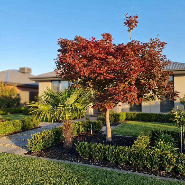 Japanese Maple