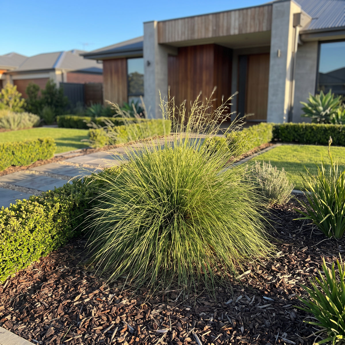 Common Tussock Grass