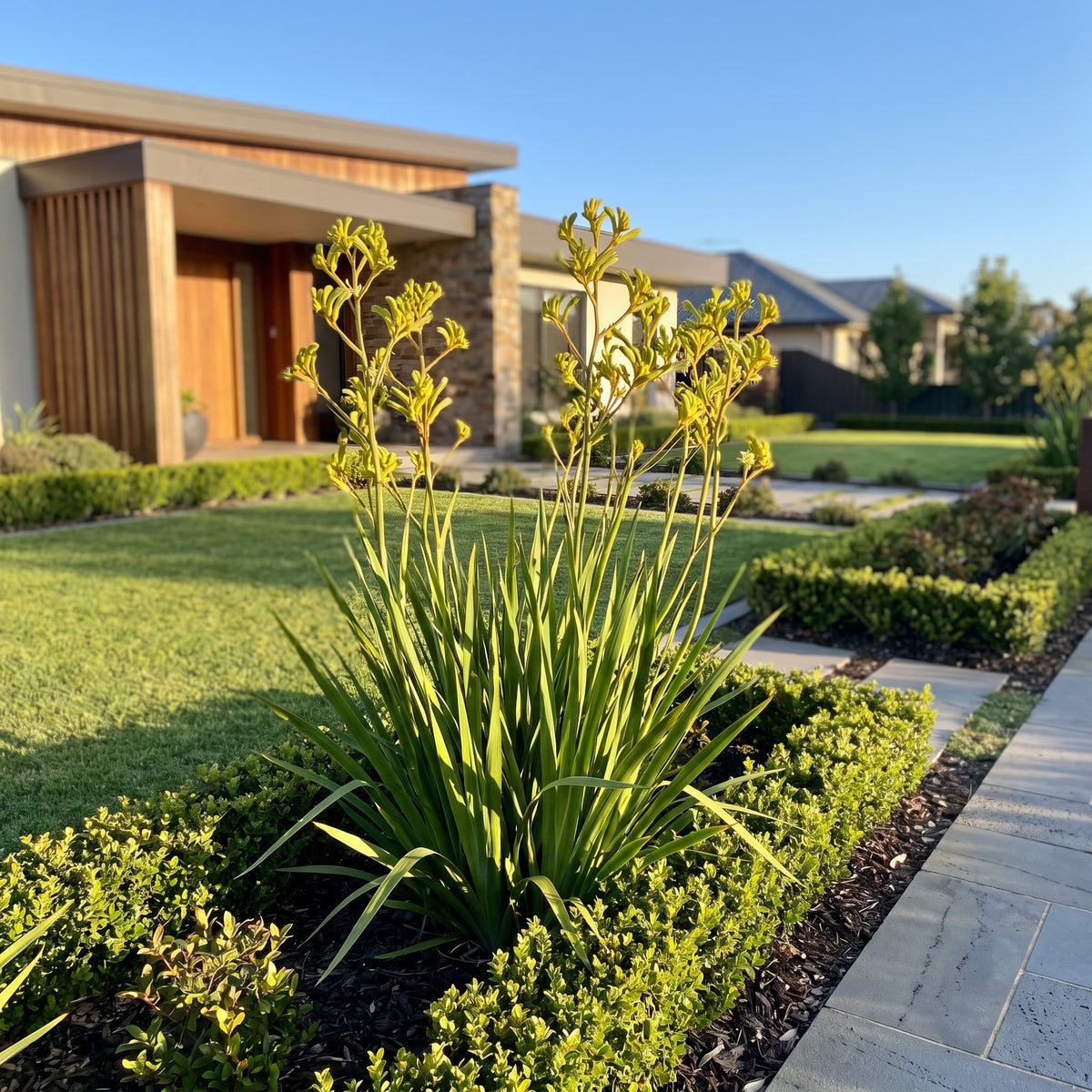 Kangaroo Paw