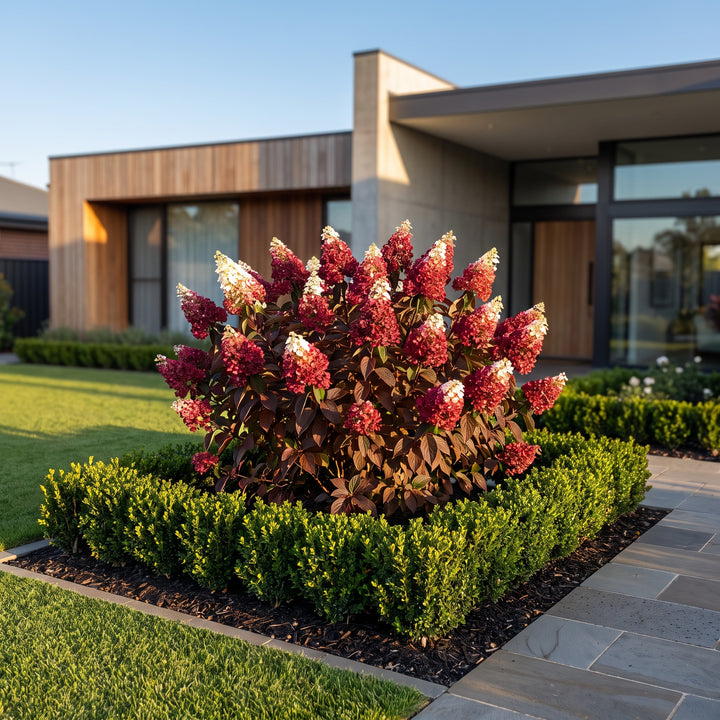 Hydrangea Diamond Rouge