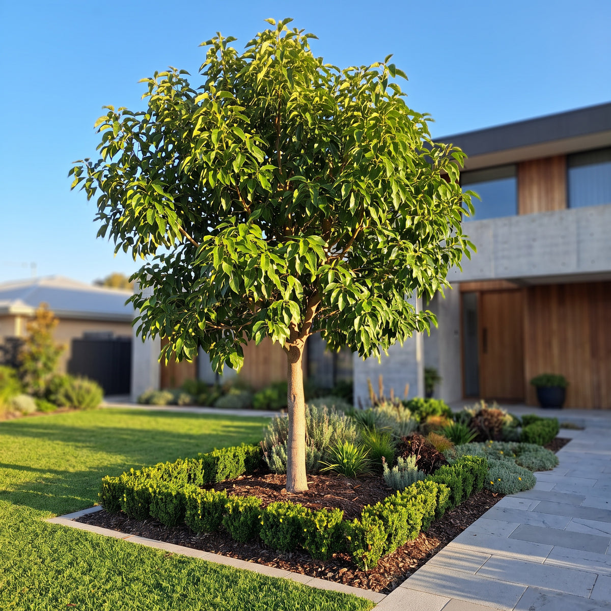 Kurrajong