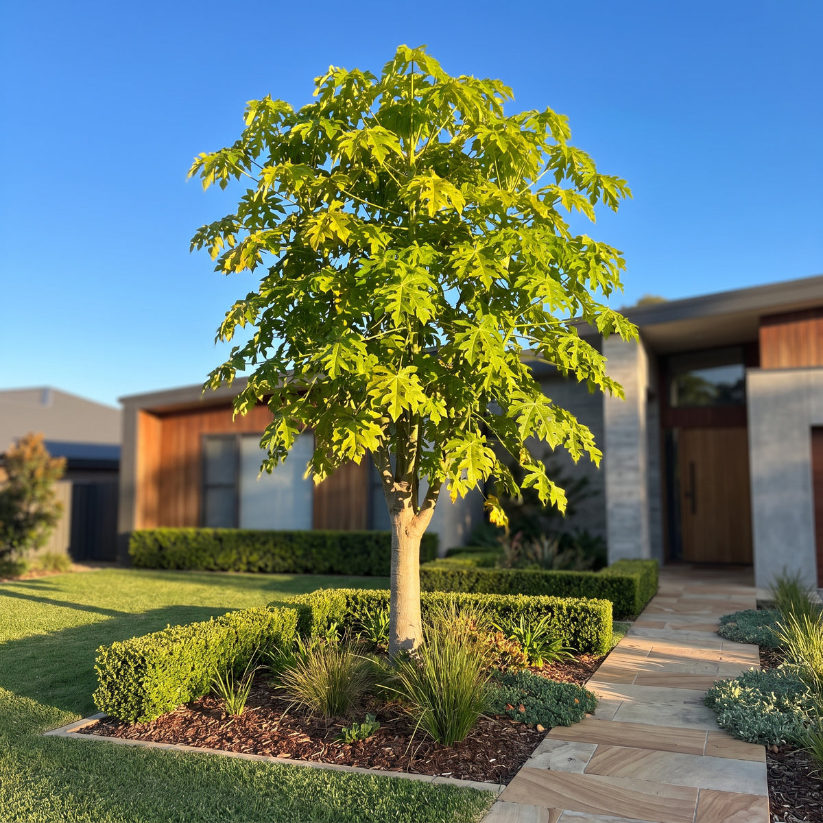 Illawarra Flame Tree
