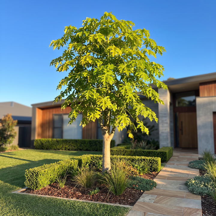 Illawarra Flame Tree