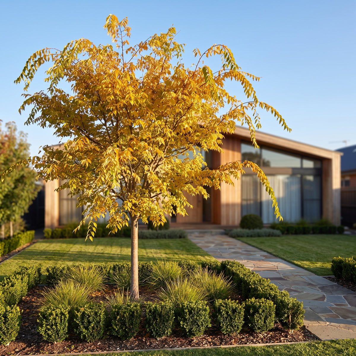 Chinese Elm