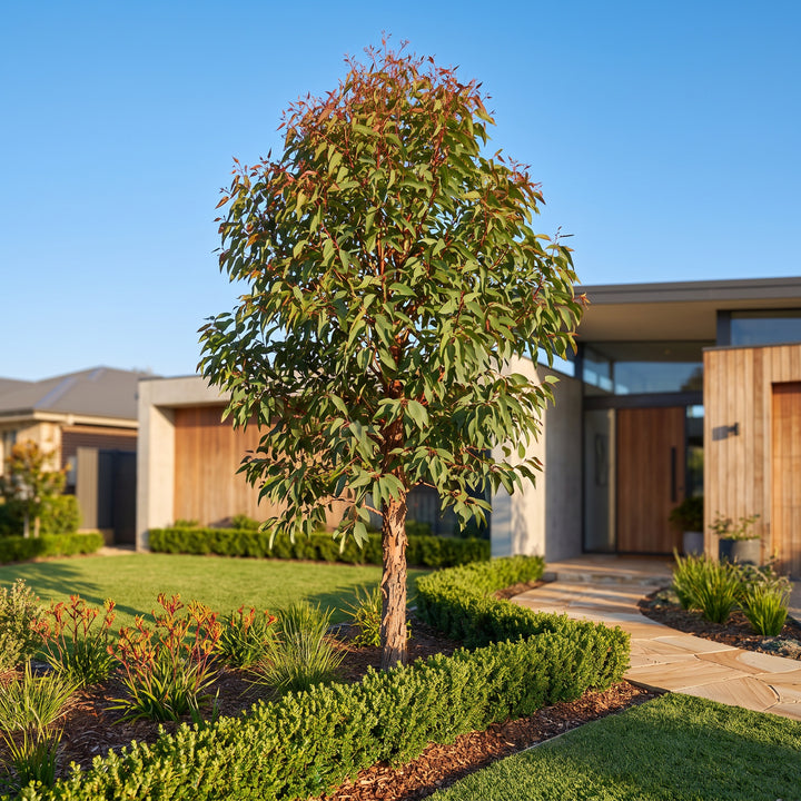 Bloodwood