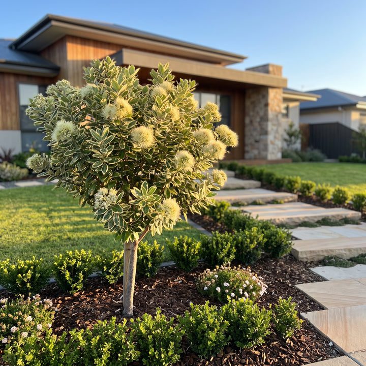 New Zealand Christmas Bush