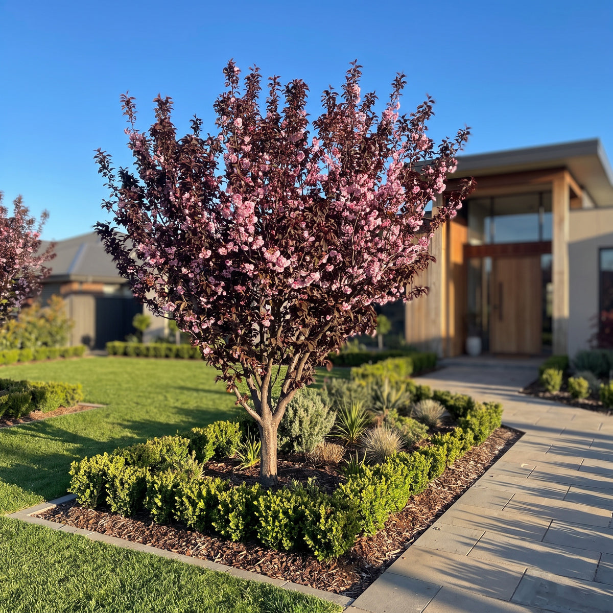 Flowering Plum