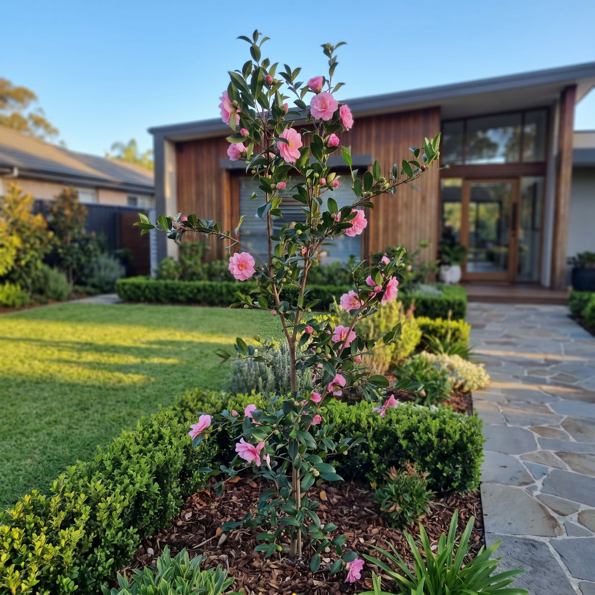 Sasanqua Camellia