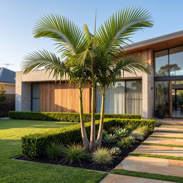 Bangalow Palm
