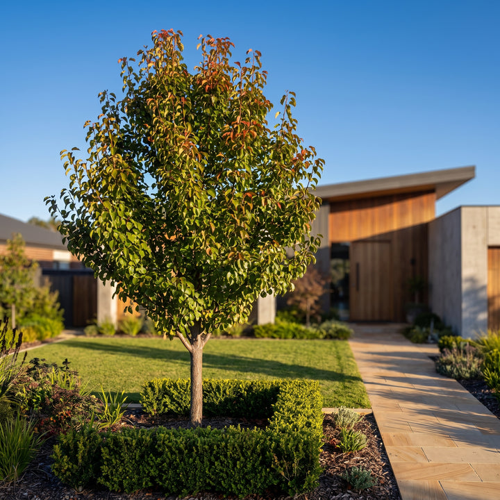 Manchurian Pear