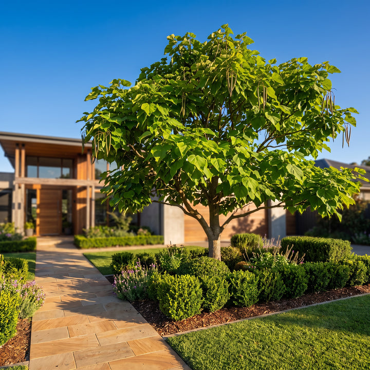 Indian Bean Tree