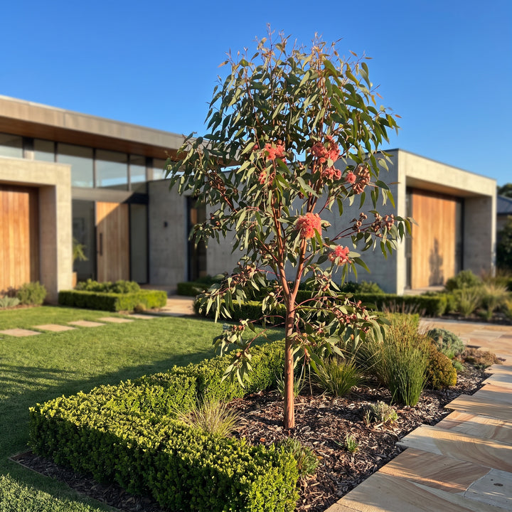 Gum Tree