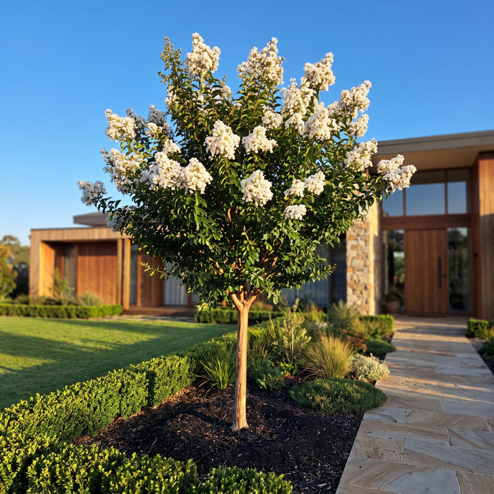 Crepe Myrtle