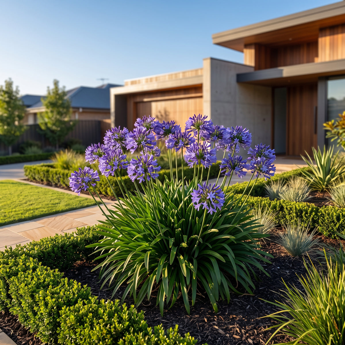 Agapanthus Blue Storm PBR