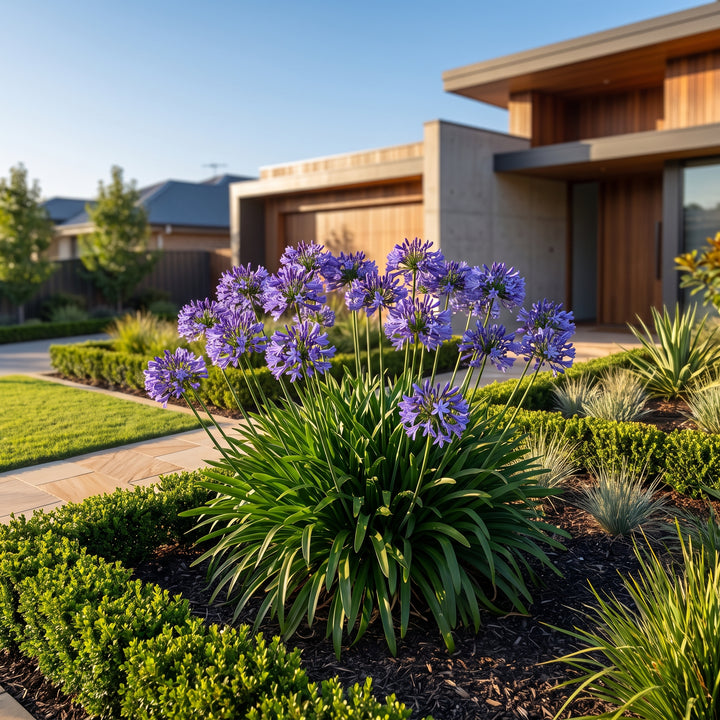 Agapanthus Blue Storm PBR