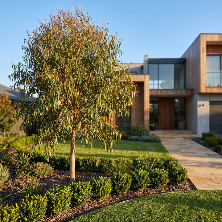 Lemon Scented Gum