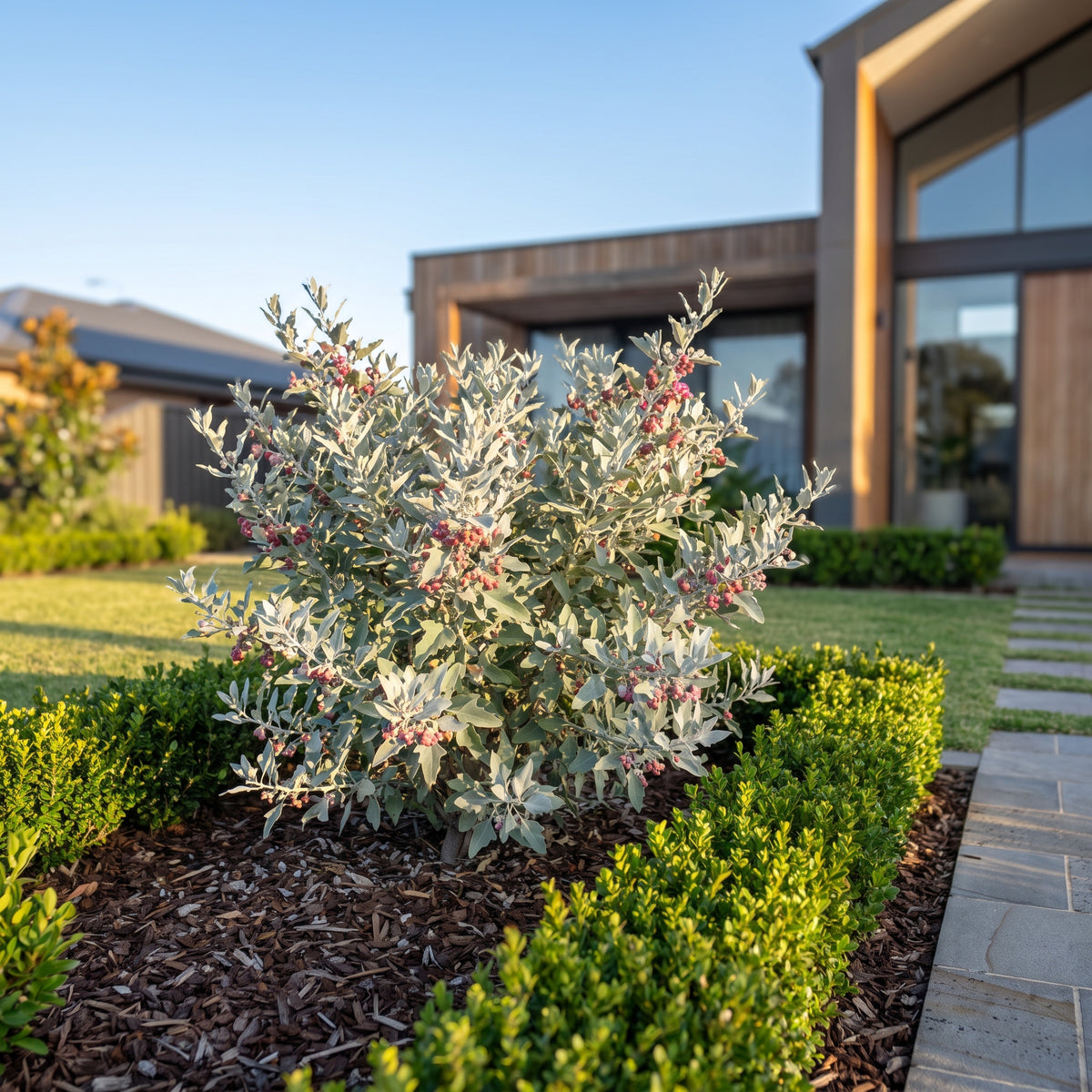 Spiny Saltbush