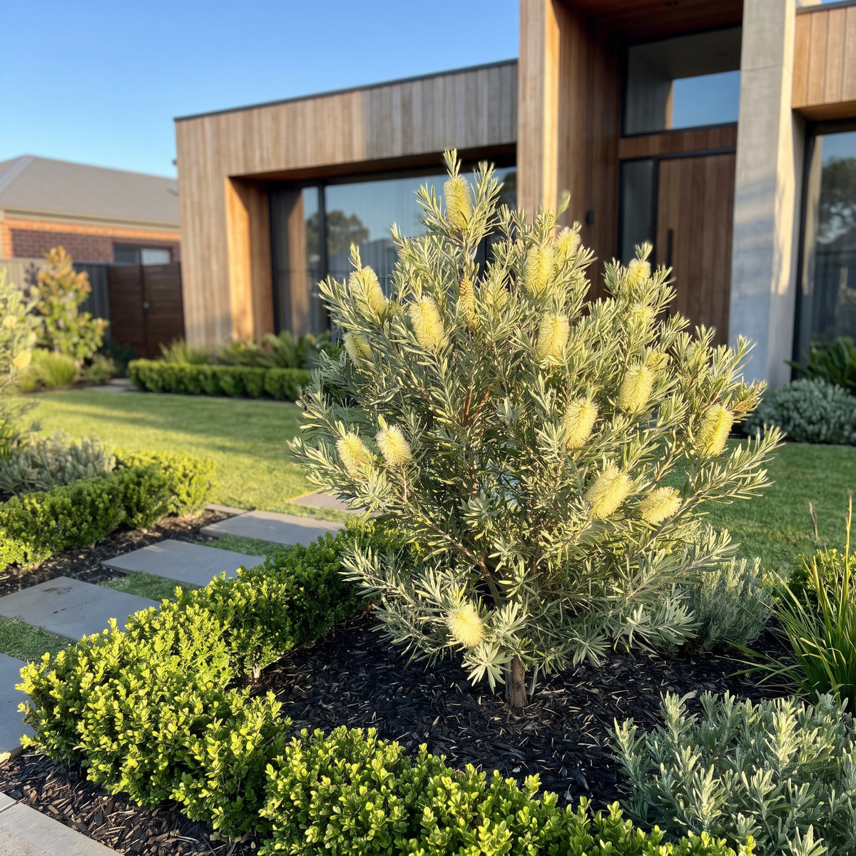 Lemon Bottlebrush