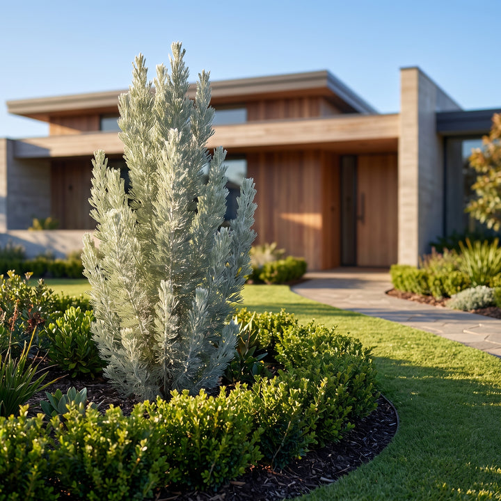Woolly Bush