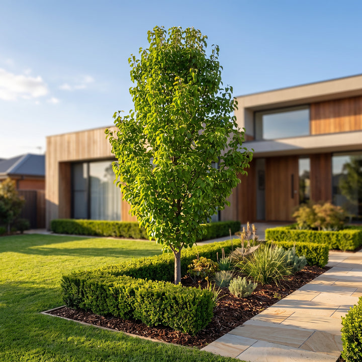 Ornamental Pear