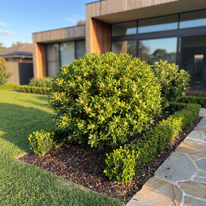 Pittosporum Miss Muffett