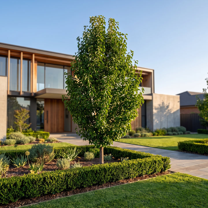Ornamental Pear