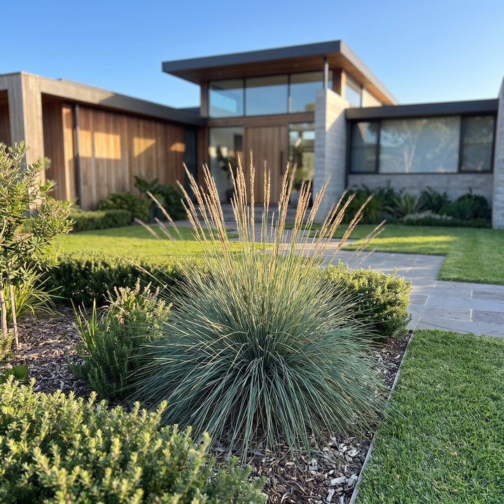 Coast Tussock Grass