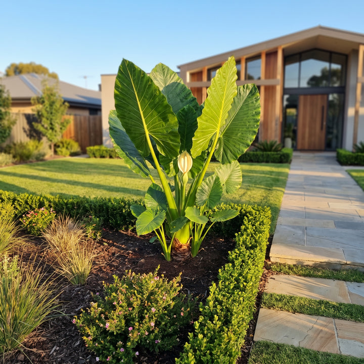 Elephant Ears