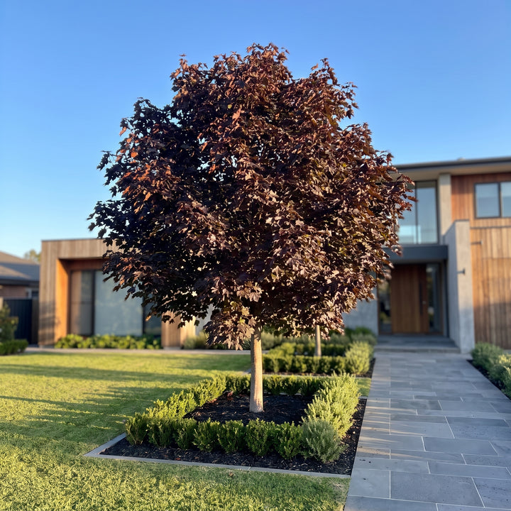 Norway Maple