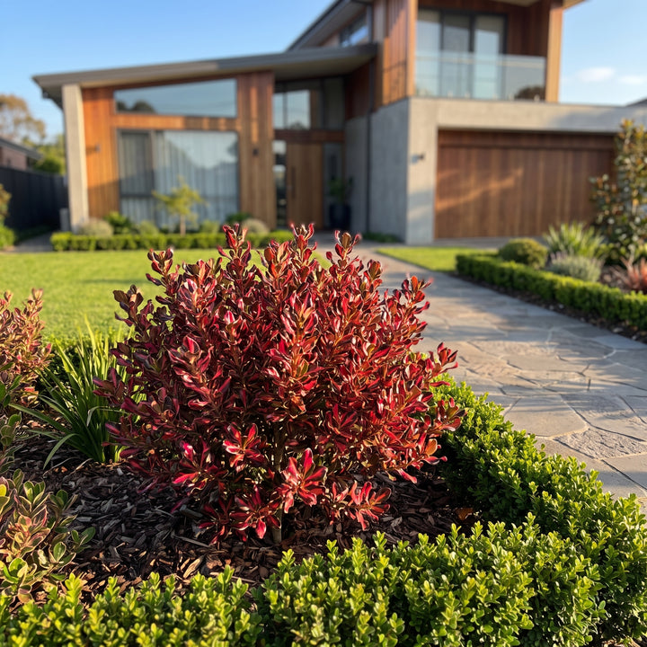 Mirror Bush