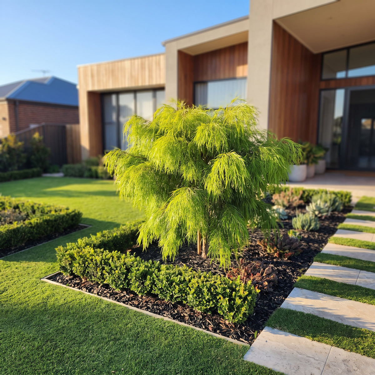 Bower Wattle
