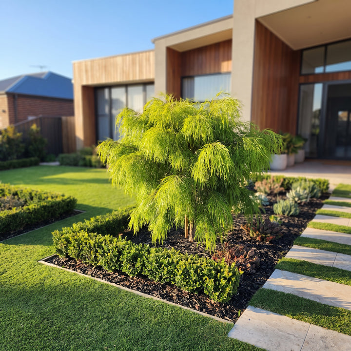 Bower Wattle