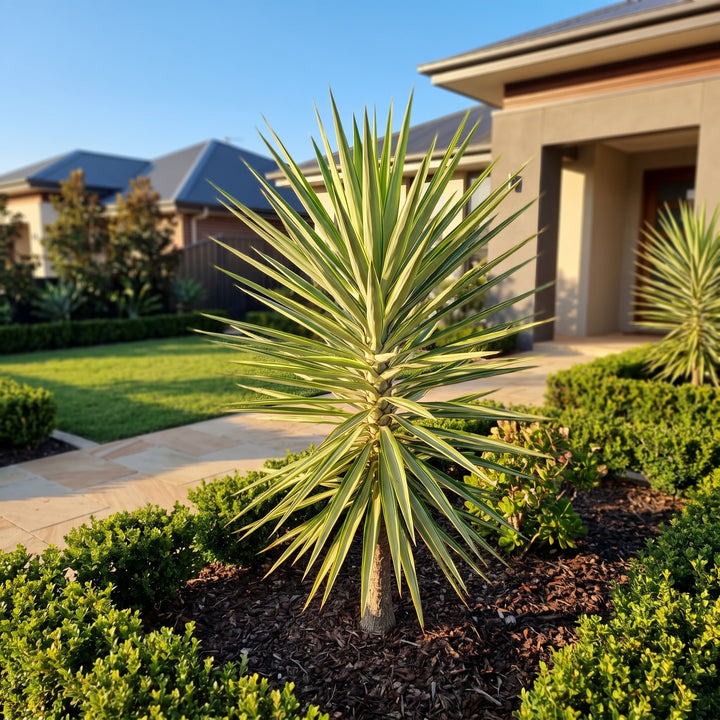 Yucca Silver Star