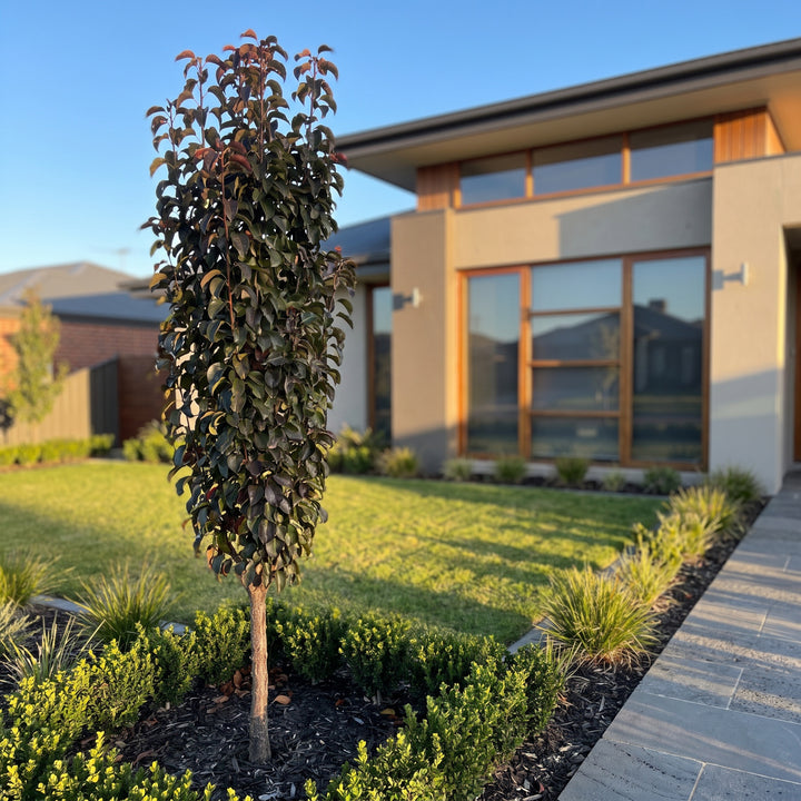 Ornamental Pear