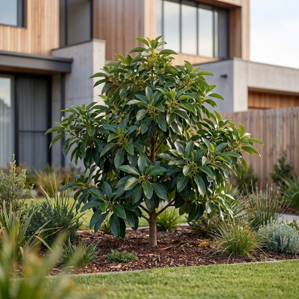 Avocado ‘Reed’ - Persea americana