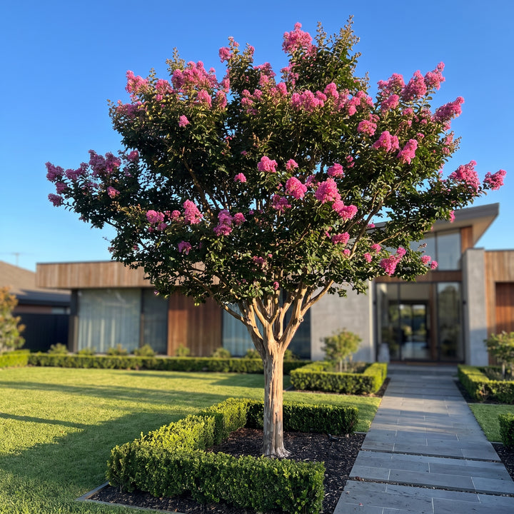 Crepe Myrtle