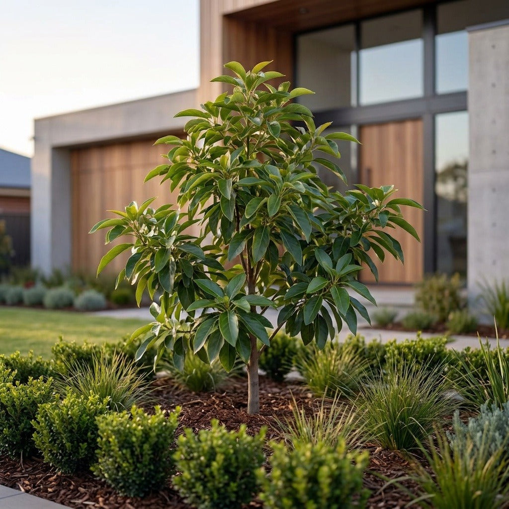 Bacon Avocado Tree - Persea americana 'Bacon'