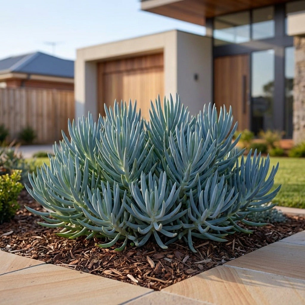 Blue Chalk Sticks - Senecio mandraliscae
