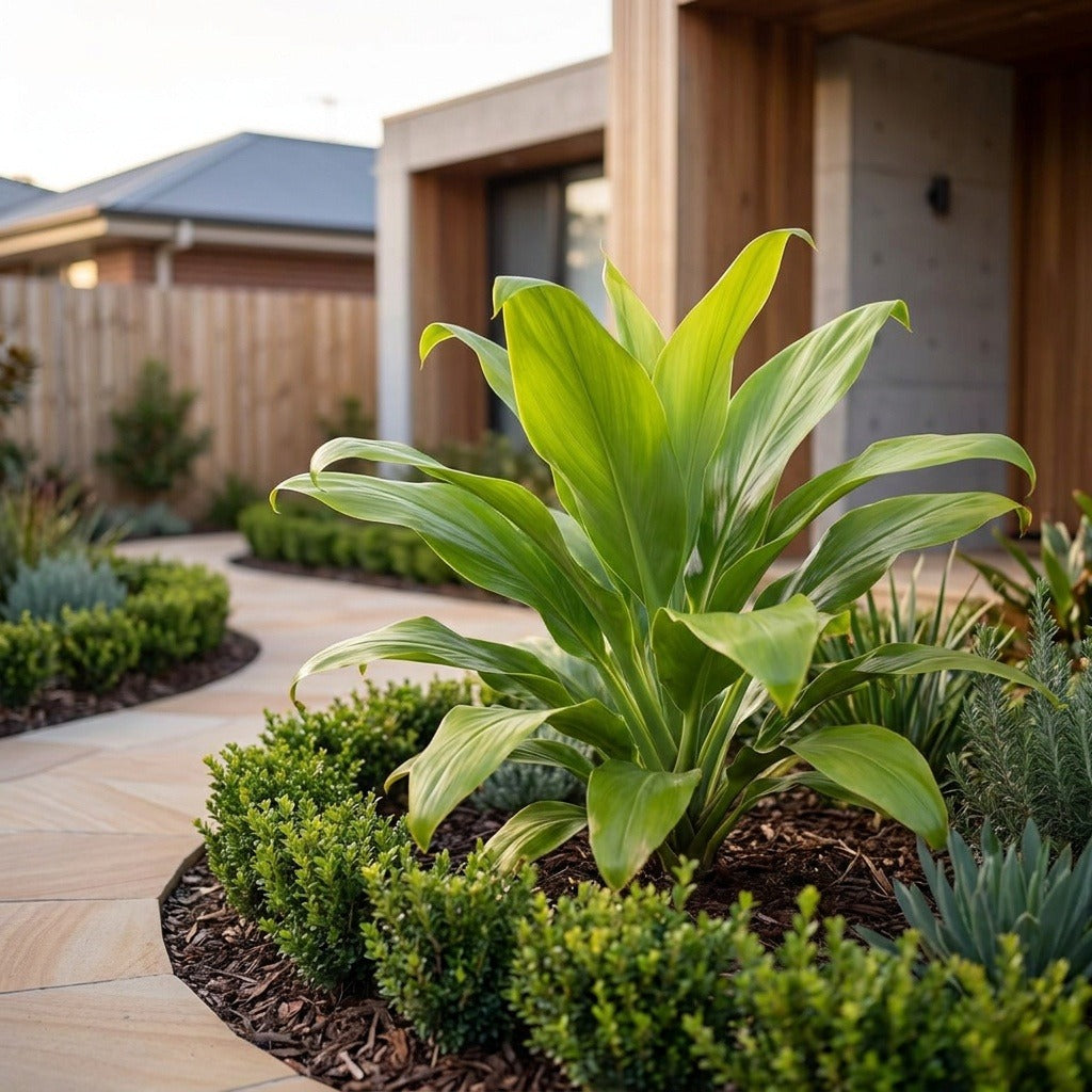 Brandy Lime Cordyline - Cordyline fruticosa 'Brandy Lime'