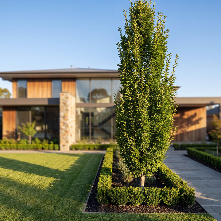 Upright Hornbeam