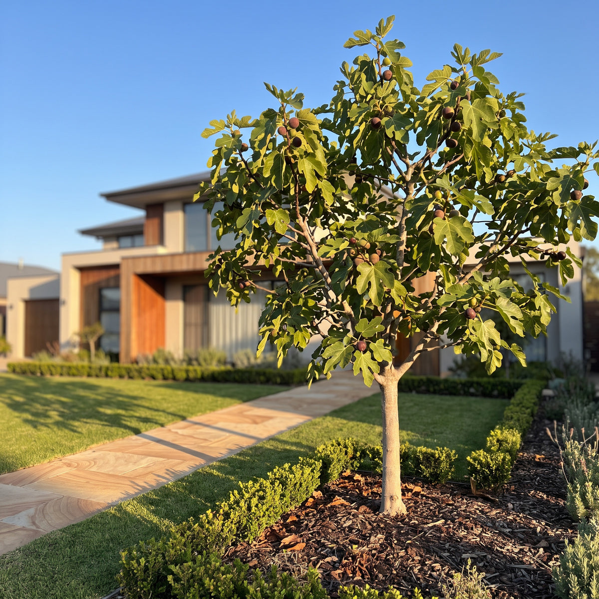 Fig