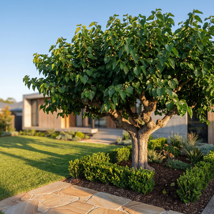 Mulberry