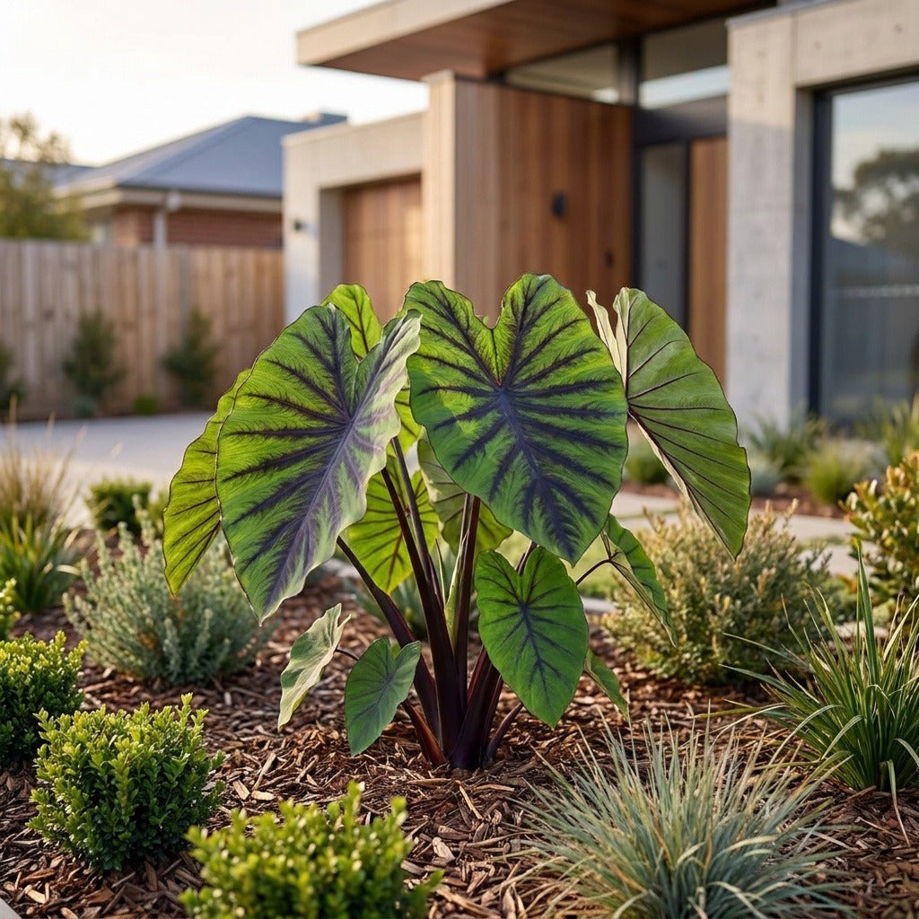 Colocasia ‘Pharaoh’s Mask’
