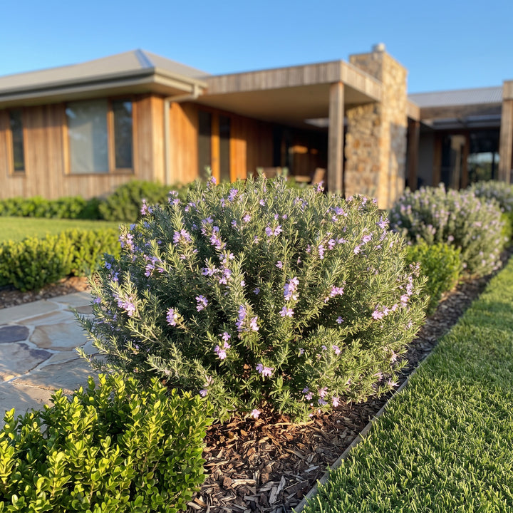 Native Rosemary