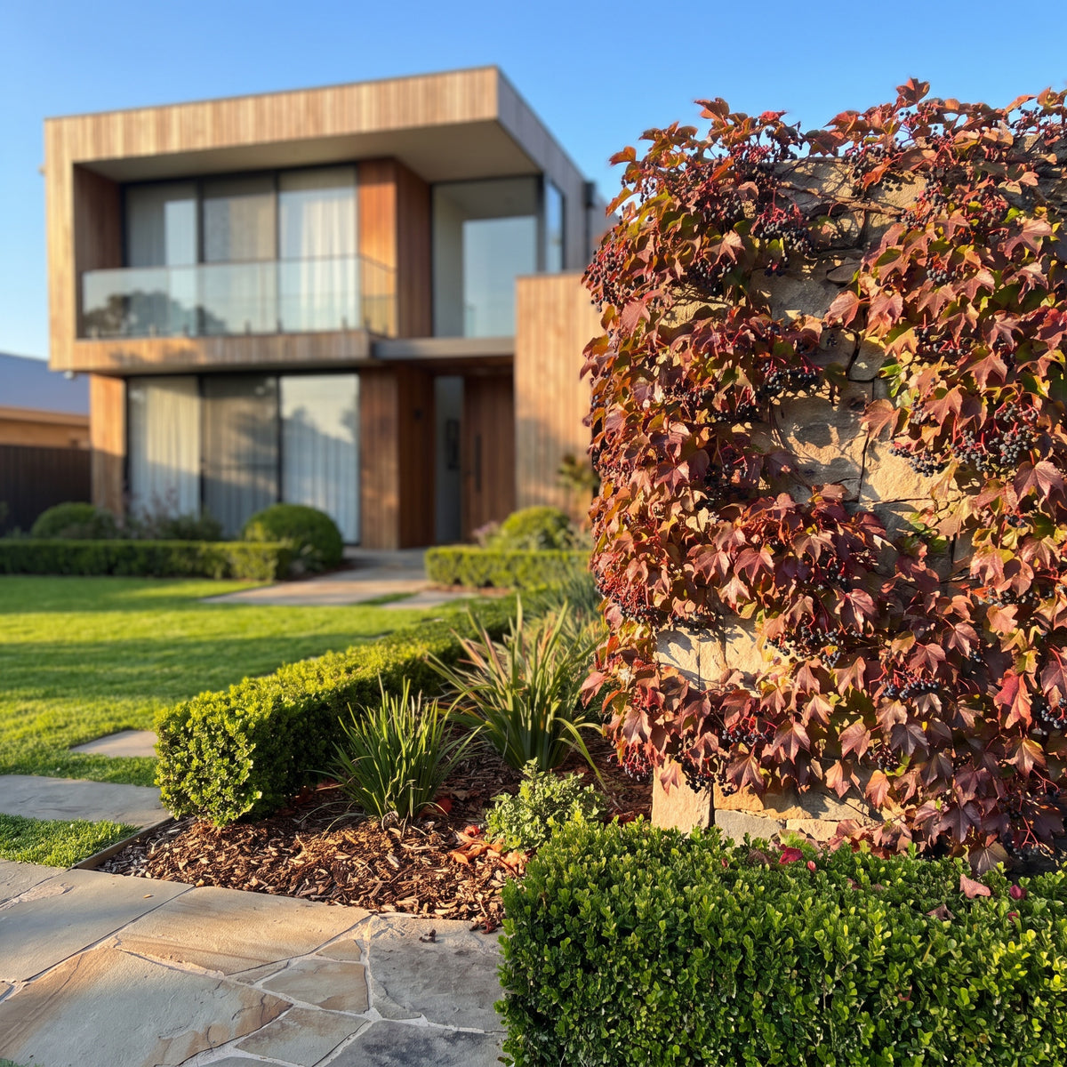 Boston Ivy