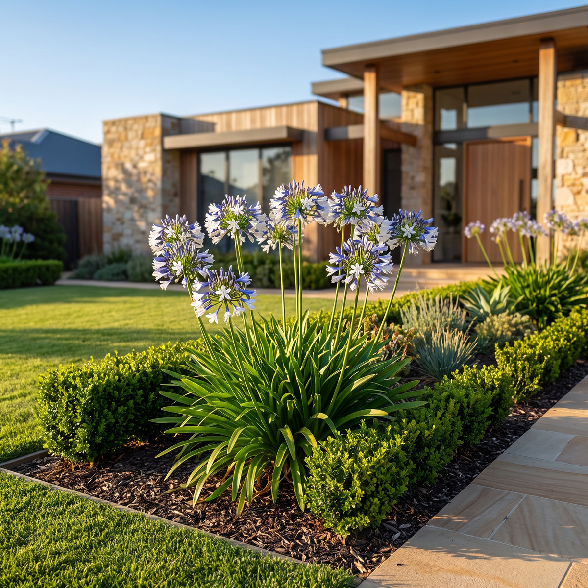 Agapanthus Fireworks