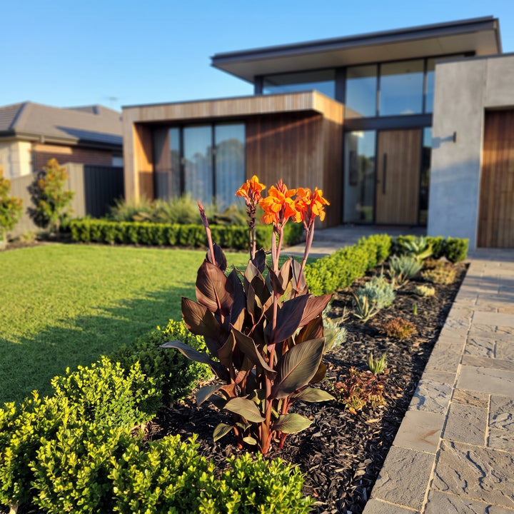 Canna Lily