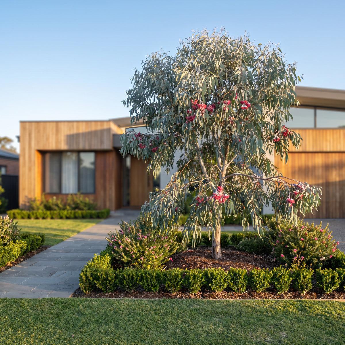 Yellow Gum