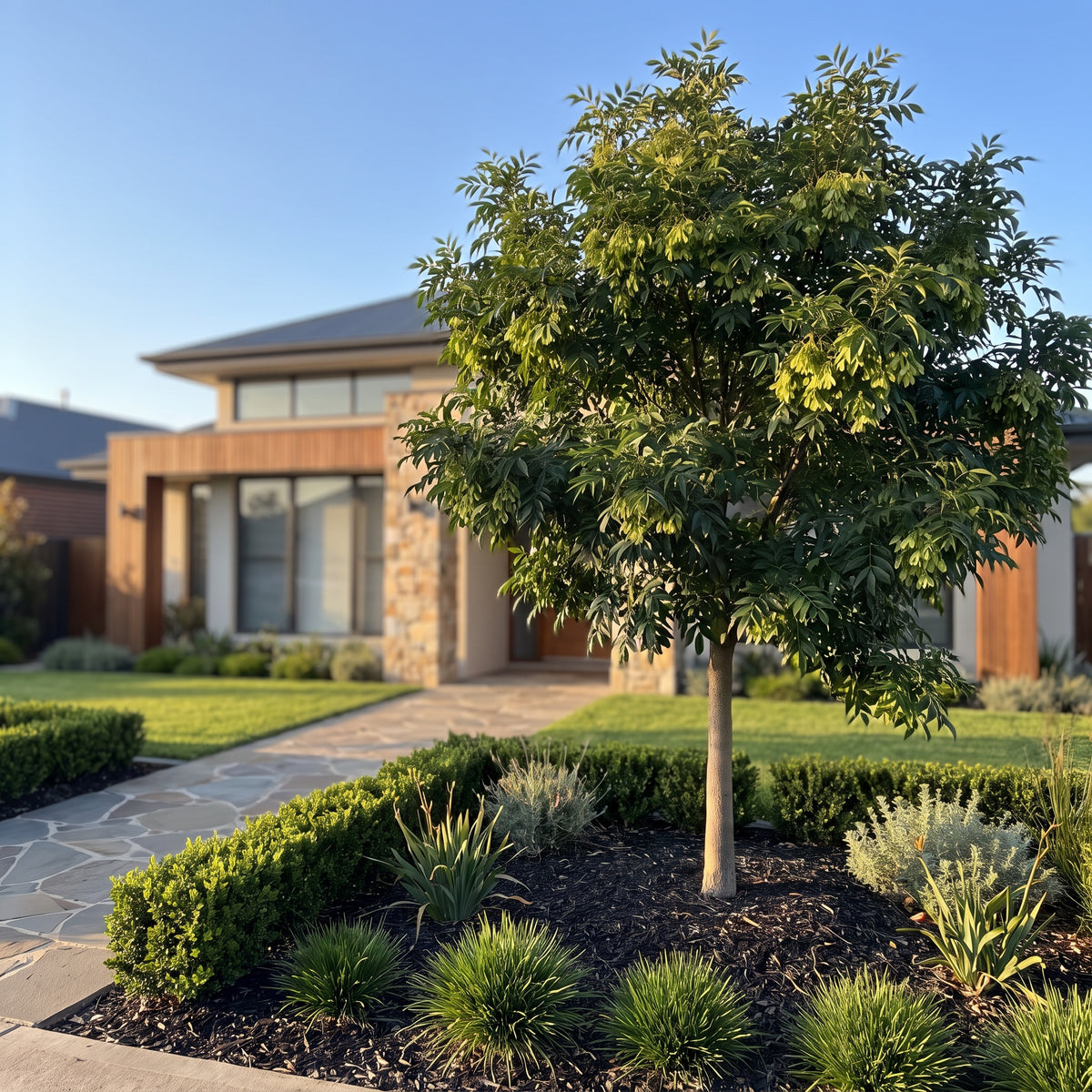 Evergreen Ash
