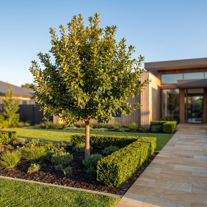 Turkey Oak